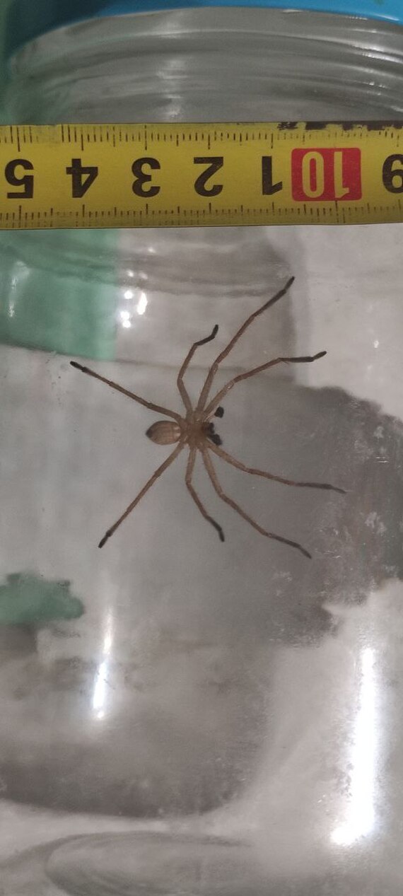 What is this spider? - My, League of biologists, Arachnids, Spider, Longpost