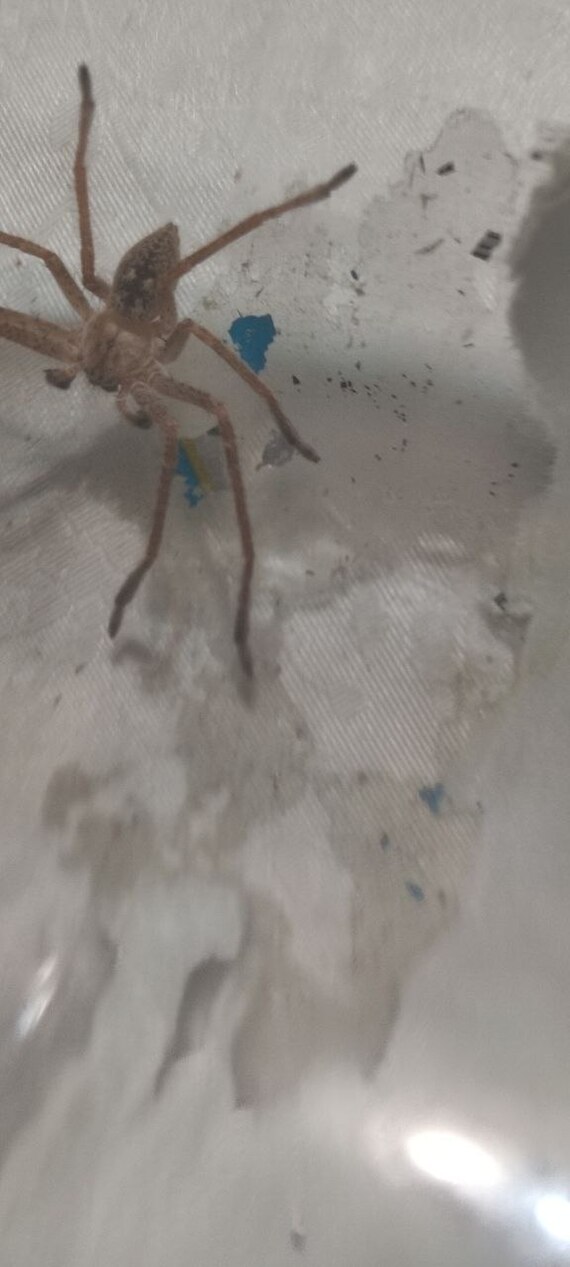 What is this spider? - My, League of biologists, Arachnids, Spider, Longpost