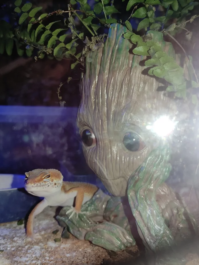 Baby Groot and suspicious gecko - My, Suspicious, Terrariumistics, Groot, Humor, Breeding, Hobby, Longpost