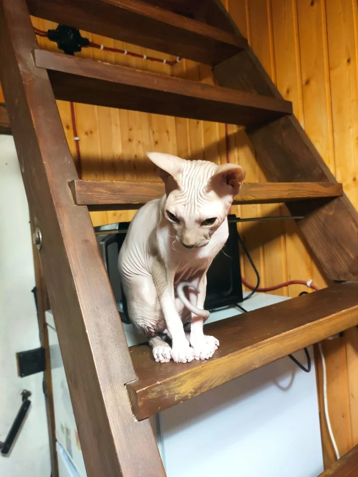 Grandma's cat - My, cat, Pets, Longpost