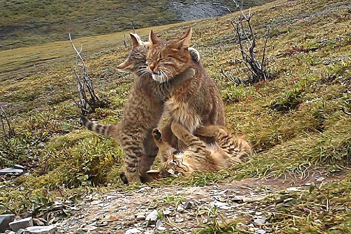 Chinese cat: Hardened fighters from a height of 5000 meters. Survival cats from the heights of Tibet, about which little is known - Chinese cat, cat, Animal book, Yandex Zen, Longpost, Small cats, Cat family, Predatory animals, Wild animals