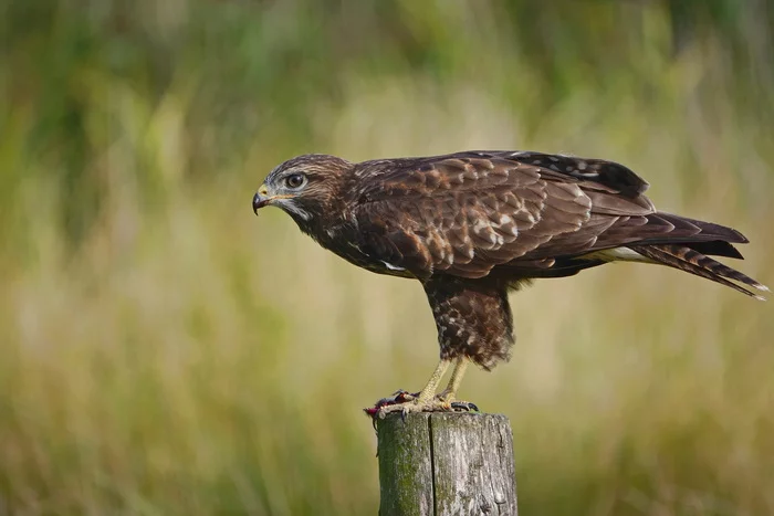 Common buzzard or buzzard (hawk order) - My, Netherlands (Holland), The photo, Nature, Birds, Buzzard