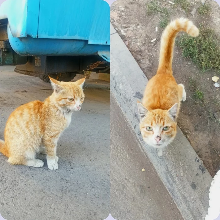 Looking for a home for a kitten Astana - Redheads, Nur-Sultan, Astana, Homeless animals, Kazakhstan, In good hands, cat, No rating