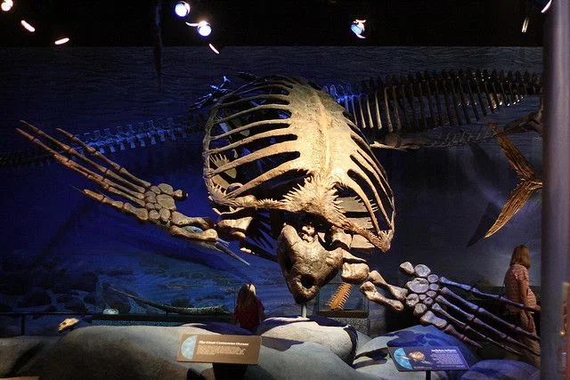 Archelon: A monstrous ancient turtle about the size of a car. Some believe that the reptile weighing 2 tons is still alive! - Archelon, Turtle, Marine life, Extinct species, Animal book, Yandex Zen, Longpost, Paleontology