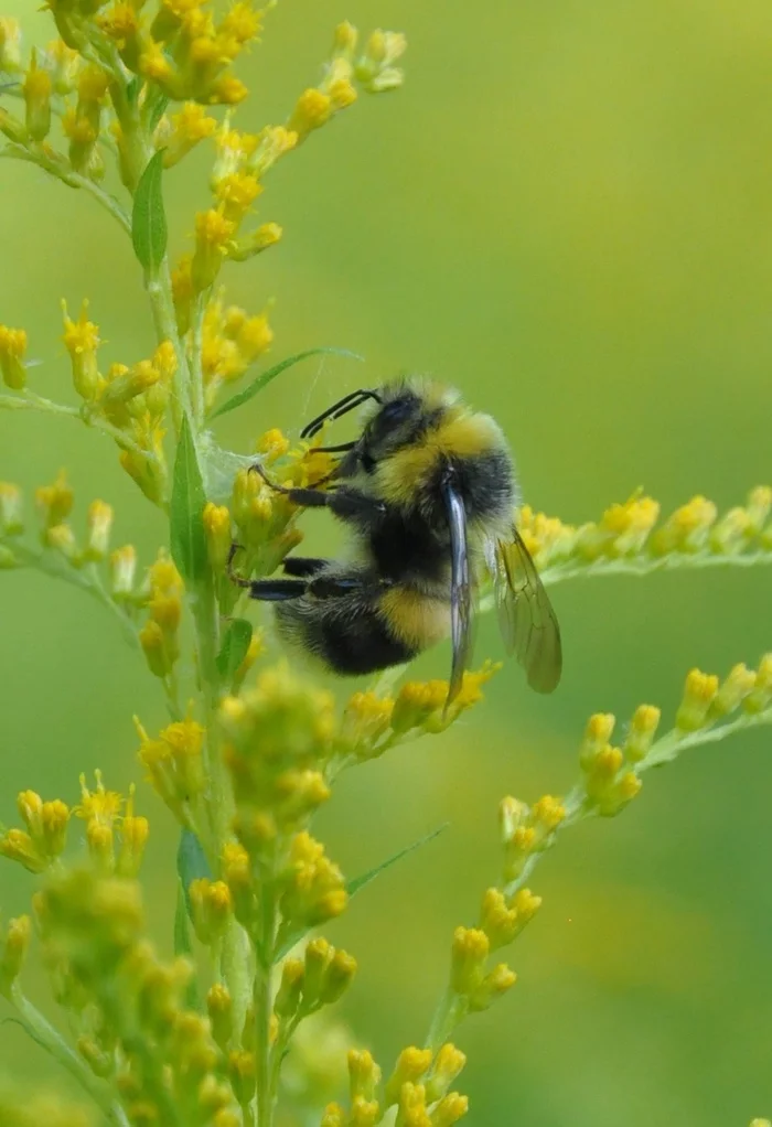 Bumblebee - My, Bumblebee, Insects, The photo, Macro photography