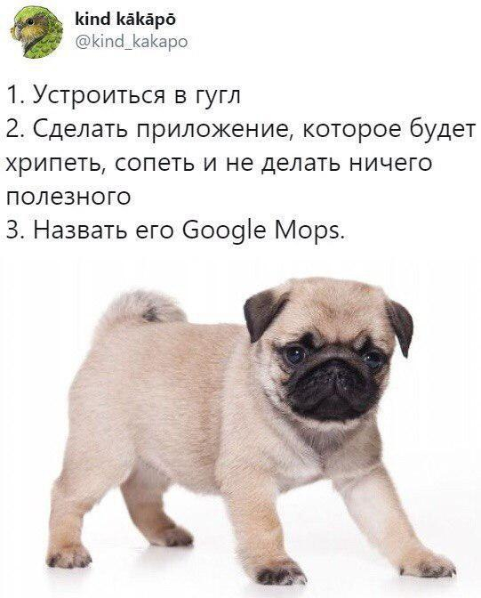 Google Mops - Юмор, Twitter, Google, Работа, Приложение, Мопс, Игра слов, Повтор, Скриншот, Собака