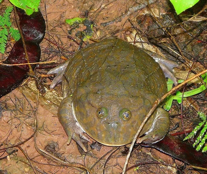 THE QUEEN OF THE WEDNESDAY - BADJIT'S FROG - My, The science, Animals, Wild animals, Scientists, Around the world, Research, Nauchpop, Toad, Memes, Wednesday, Ivan Tsarevich and the Grey Wolf, Biology, Video, Video VK, Longpost, Informative