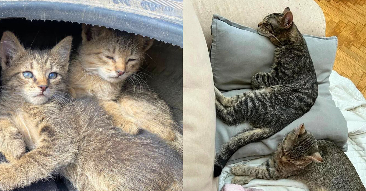 Фото Котенка В Домашних Условиях