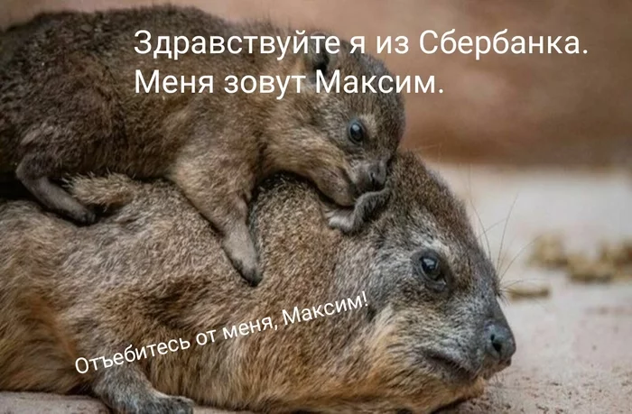 When you have a very good credit history - Sberbank, Humor, Damans, Picture with text, Animals, Mat