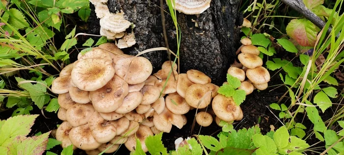 Honey mushrooms. How do you like these mushrooms on stumps? - My, Mushrooms, Honey mushrooms, Forest, Collection, Nature, Video, Youtube