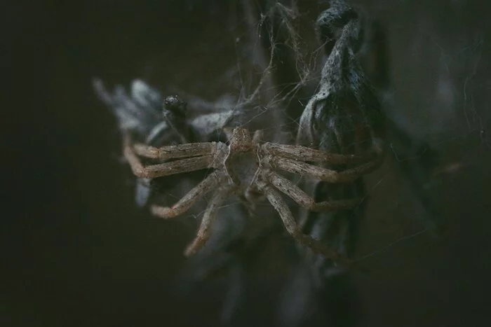 Get the arachnophobes off the screen! - Spider, The photo