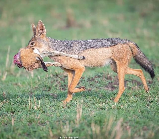 Heavy burden, you need to rest - Jackal, Canines, Predatory animals, Mammals, Wild animals, wildlife, Nature, Reserves and sanctuaries, Masai Mara, Africa, The photo, Mining, Carcass