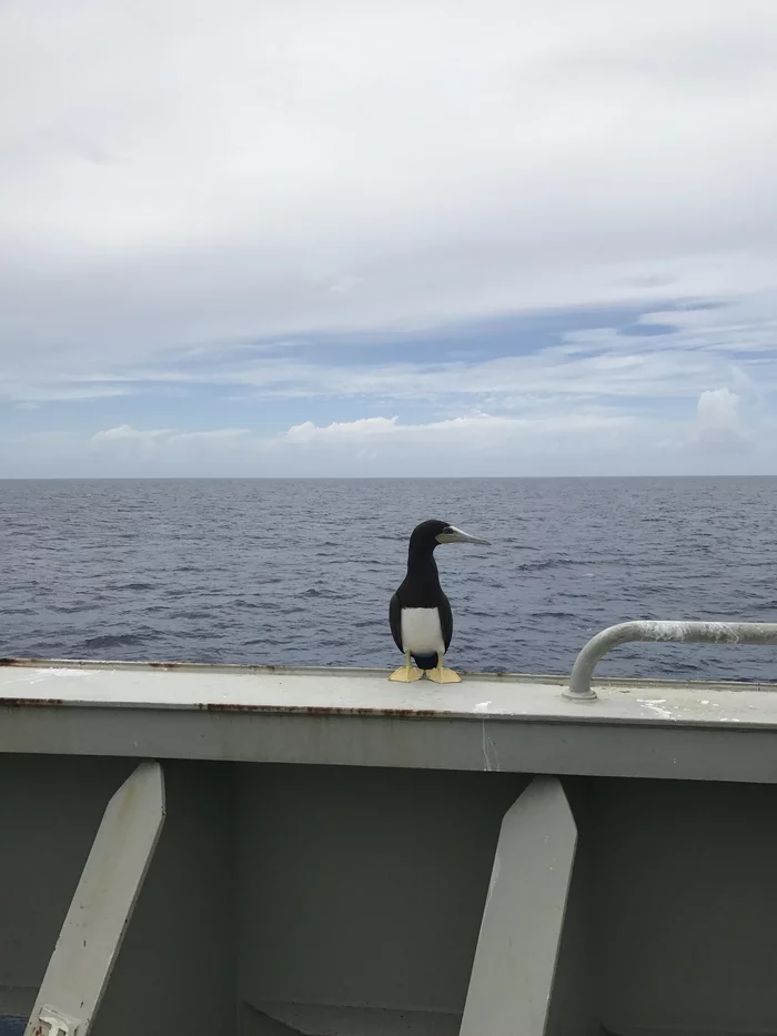 Stowaway - My, Pelican, Steamer, Sea, The photo, Booby