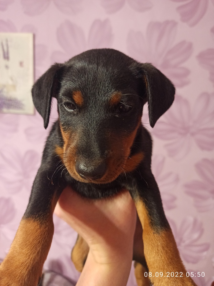 ��� ����� )