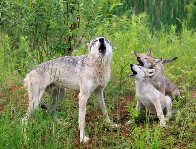 vocal lesson - Wolf, Canines, Predatory animals, Mammals, Wild animals, wildlife, Nature, The photo, Puppies