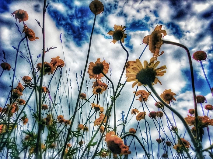 Flowers - My, Flowers, Mobile photography, HDR, Color