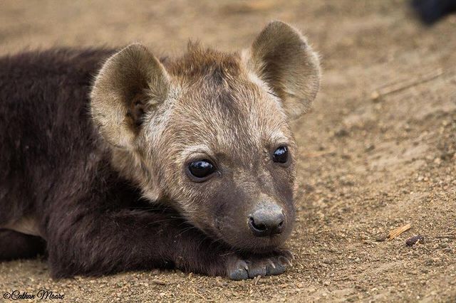 eyeball - Spotted Hyena, Hyena, Predatory animals, Mammals, Wild animals, wildlife, Nature, South Africa, The photo, Young, Reserves and sanctuaries, Milota