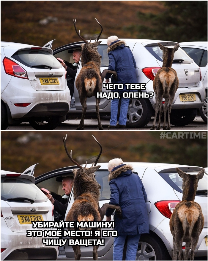 Олень пристал...