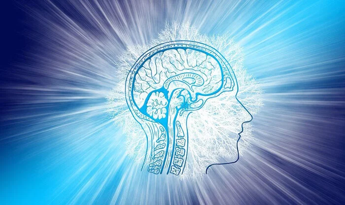 4 Signs of a High IQ - IQ, Brain, Longpost