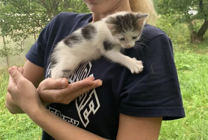 Continuation of the post “Urgent kittens in good hands! Moscow, Dmitrov, Yakhroma, Khimki, Mytishchi, Iksha, Ermolino!” - My, Helping animals, Animal Rescue, Kittens, cat, Longpost, No rating, Moscow, Milota, Mytischi, Khimki, Dmitrov, Yakhroma, Iksha, Lobnya, Reply to post, In good hands