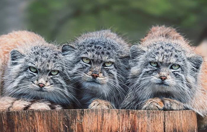 Father had three sons - Pallas' cat, Pet the cat, Three, Milota, Small cats, Repeat