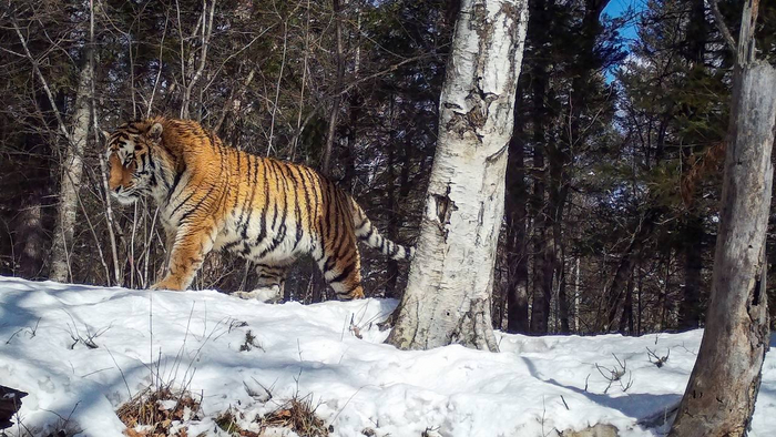 Обходит владенья свои