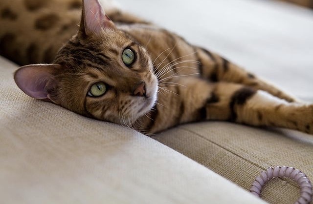 With your favorite toy - My, cat, Bengal cat, Pets