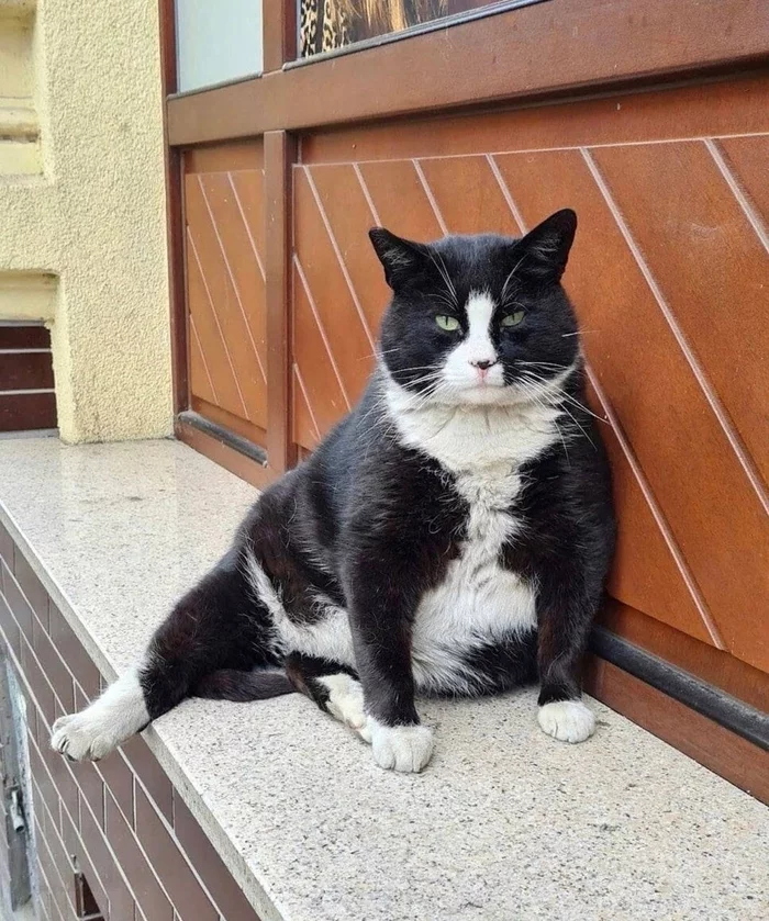 Polish landmark - fat cat - cat, sights, Poland, Humor, Beautiful, Review, Picture with text, Longpost, Screenshot
