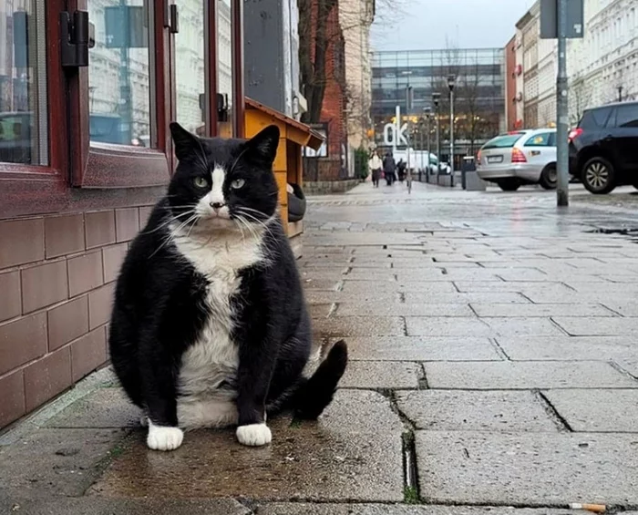Polish landmark - fat cat - cat, sights, Poland, Humor, Beautiful, Review, Picture with text, Longpost, Screenshot