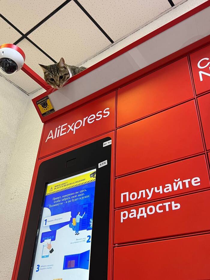 I came to pick up an order for Ali, and there is a cat - My, AliExpress, Purchase, Shopping, Delivery, Longpost, cat