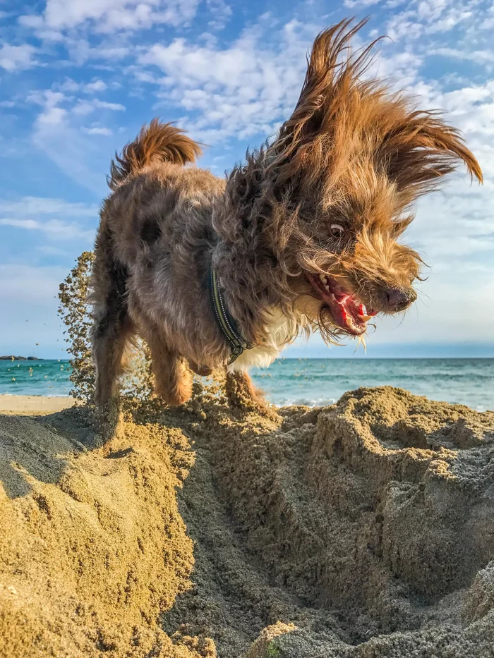 The dog turned out great - Dog, Beach, Digging holes, Stop a moment