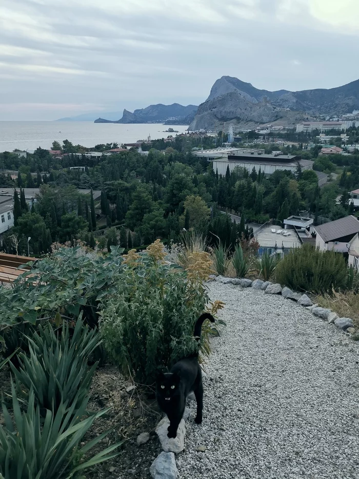 Crimea, Sudak - The mountains, The photo, Longpost, Landscape, cat, Sea, Boat, Pigeon, Seagulls, The city of Sudak, Crimea, My