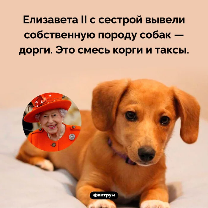 ANI BURNED THE WHOLE PLANET - Alexander Revva, Comments on Peekaboo, Screenshot, Dog, Picture with text, Queen Elizabeth II