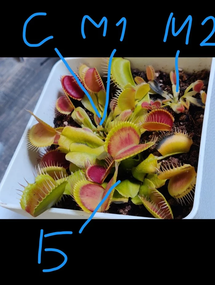 Venus flytrap at home - transplant - My, Plants, Venus flytrap, Exotic plants, Gardening, Longpost, Interesting, Story, Houseplants, Carnivorous plants, Life hack