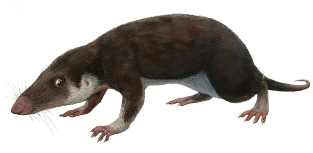 The earliest mammal known to science - Mammals, Paleontology, Triassic period, Scientists, Identification, Fossils, Prehistoric animals, Genealogical tree, Longpost, Extinct species