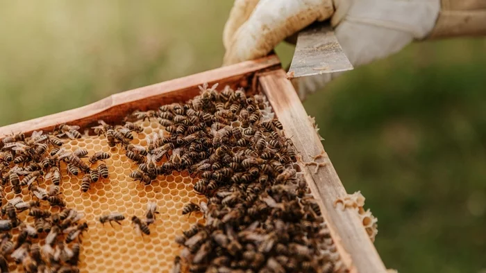 Royal bees have been notified of the death of Queen Elizabeth II - Queen Elizabeth II, England, Bees, Death of Elizabeth II, Traditions