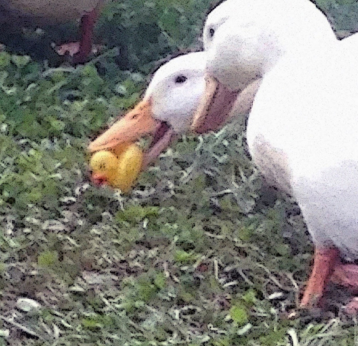 Cursed images RE#013