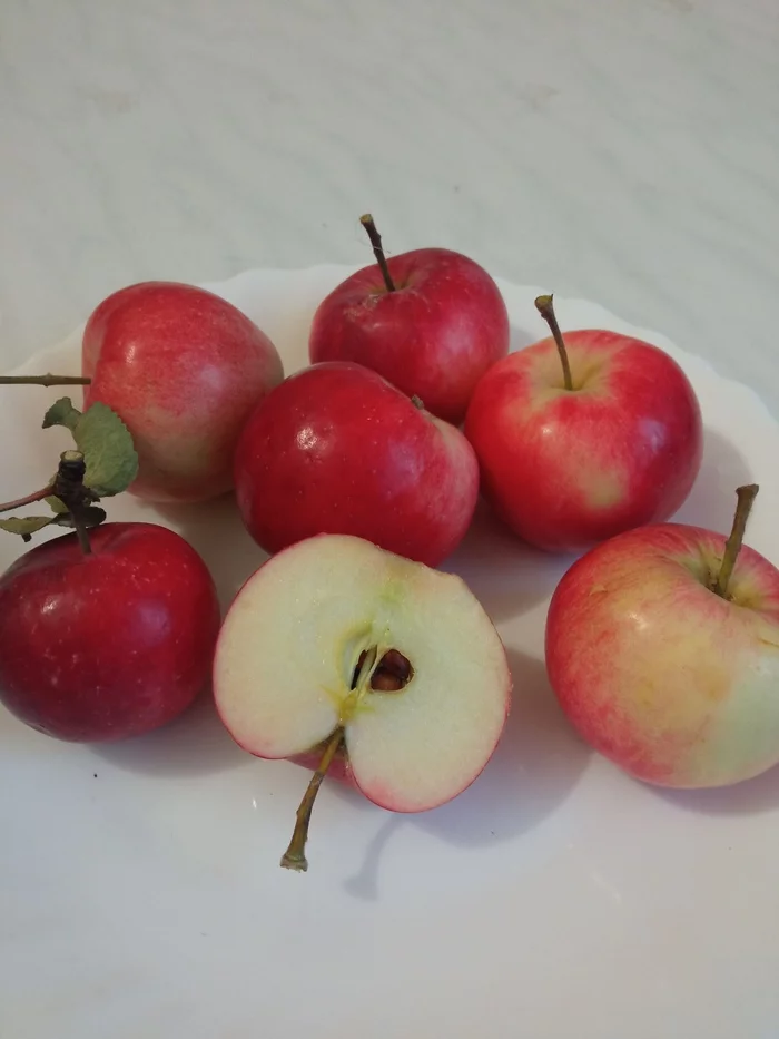 What kind of apples? - Apple tree, Apples, Variety, Search, Longpost, Looking for a name