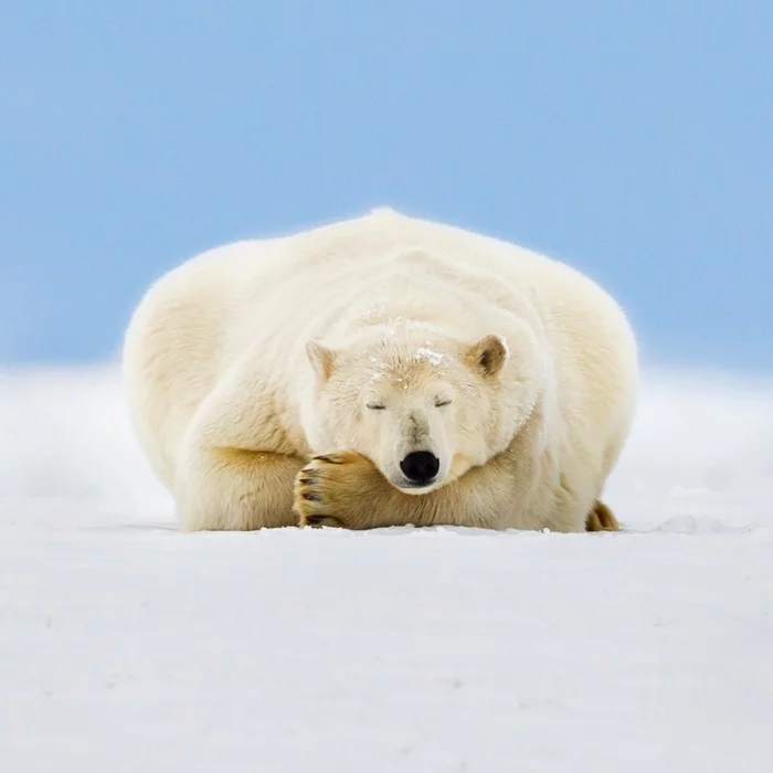 When you know Zen and you're not in a hurry - The photo, Wild animals, Animals, The Bears, Calmness, Polar bear