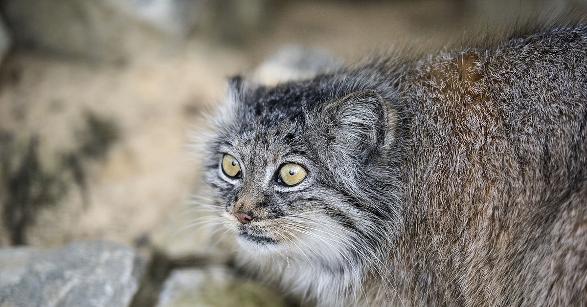 Кошка Манул Фото Цена Купить