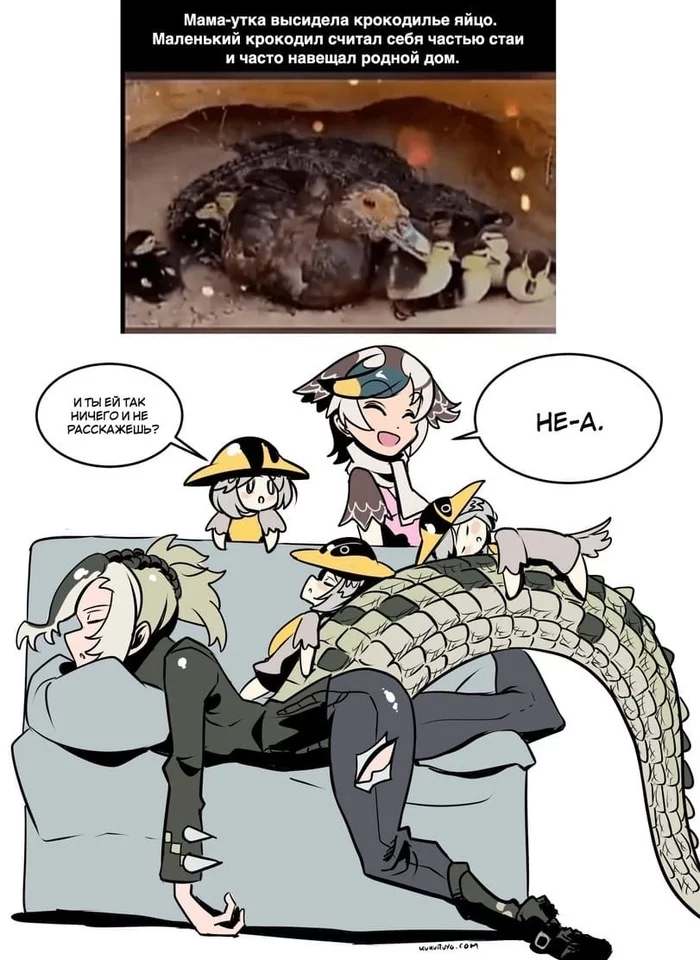 cognitive - Biology, Anime, Comics, Humor, Milota, Crocodiles, Drake, Humanization, Duck