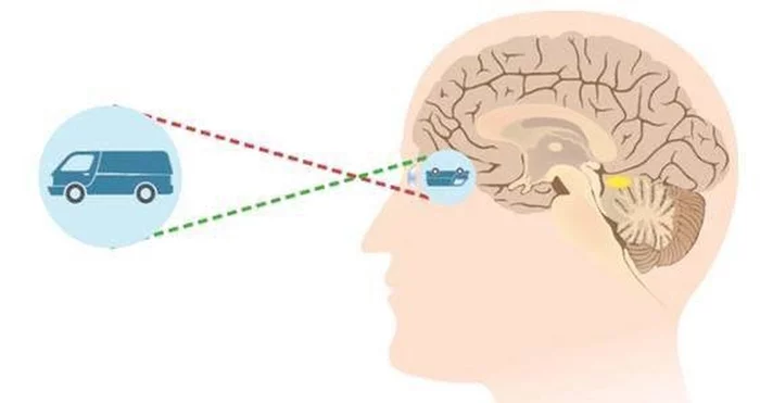 Deception is everywhere - the world is actually turned upside down - Research, Scientists, Experience, Peace, Vision, Glasses, Brain, The science, Experiment