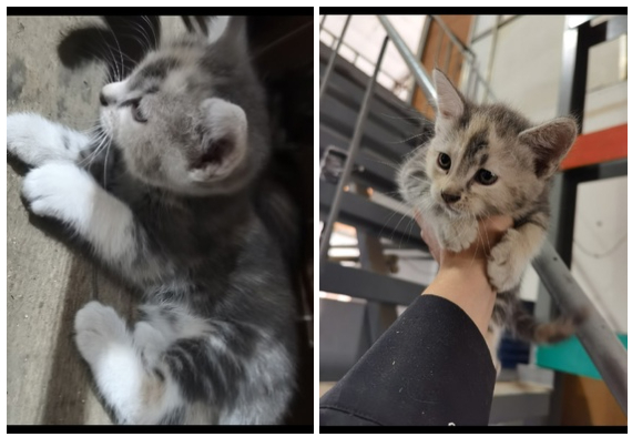 Young cat (3 months old), lives in a factory and dreams of finding a home - No rating, In good hands, Moscow region, cat, Kittens, Homeless animals, Kaluga region