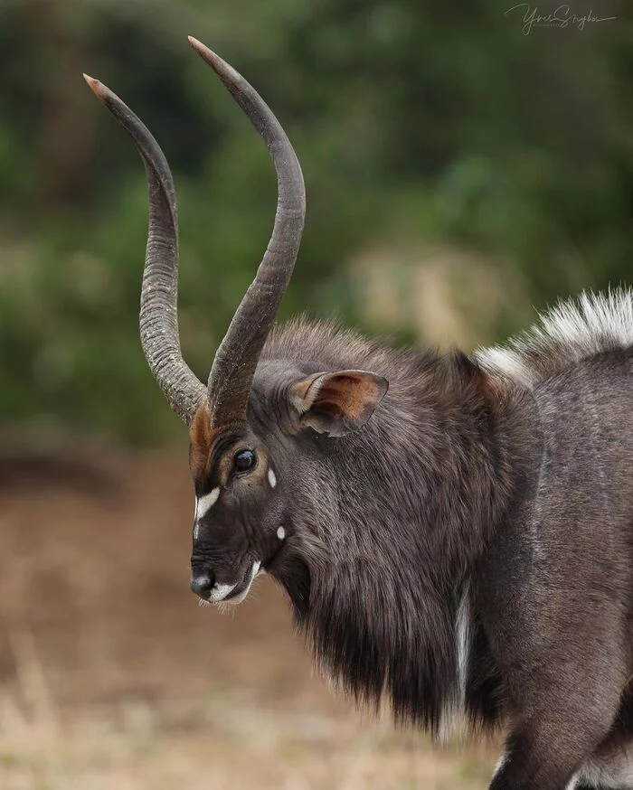 Nyala - Nyala, Antelope, Artiodactyls, Mammals, Wild animals, wildlife, Nature, Kruger National Park, South Africa, The photo, Animals