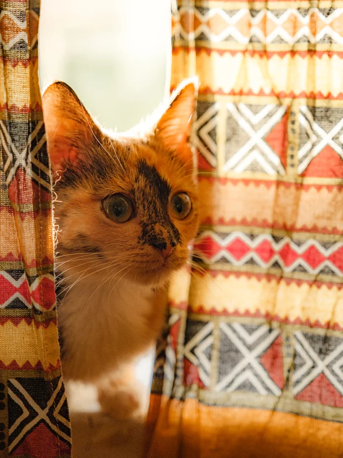 Kitten in the backlight - My, cat, Backlight, Tricolor cat, Milota, Pets