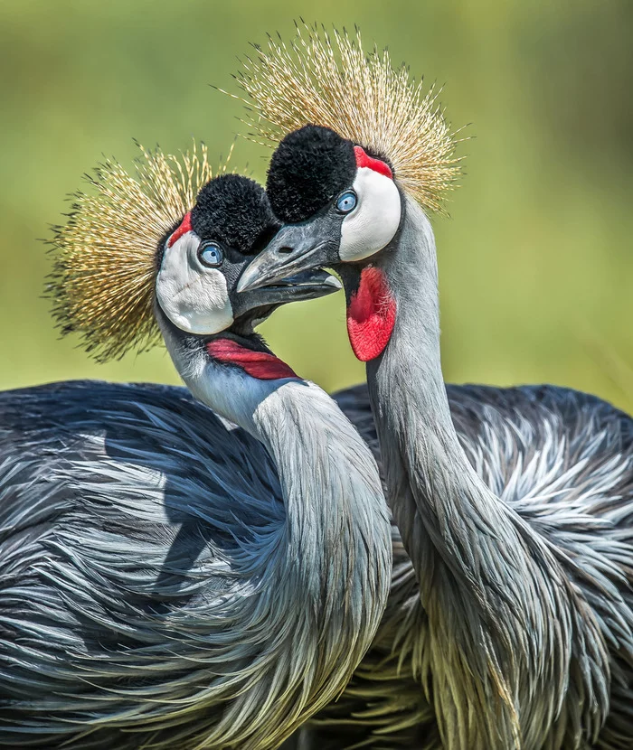 Oriental Crowned Cranes - Cranes, Birds, Animals, Wild animals, wildlife, Reserves and sanctuaries, Masai Mara, Africa, The photo, Crowned crane, Nature