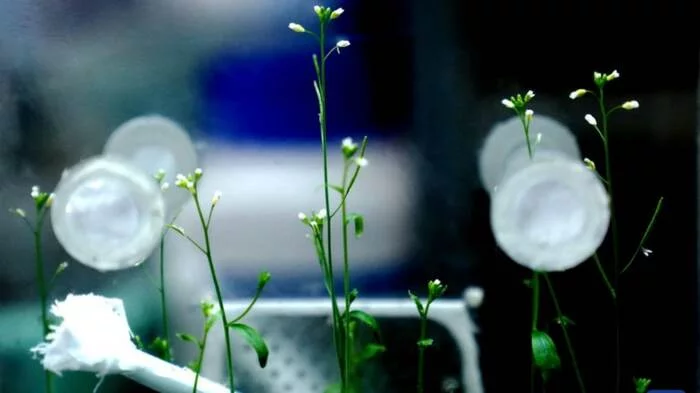Chinese astronauts successfully grow rice in space - Space station, Space, Astronomy, Astronaut, Rice, Earth's orbit, Experiment, Chinese