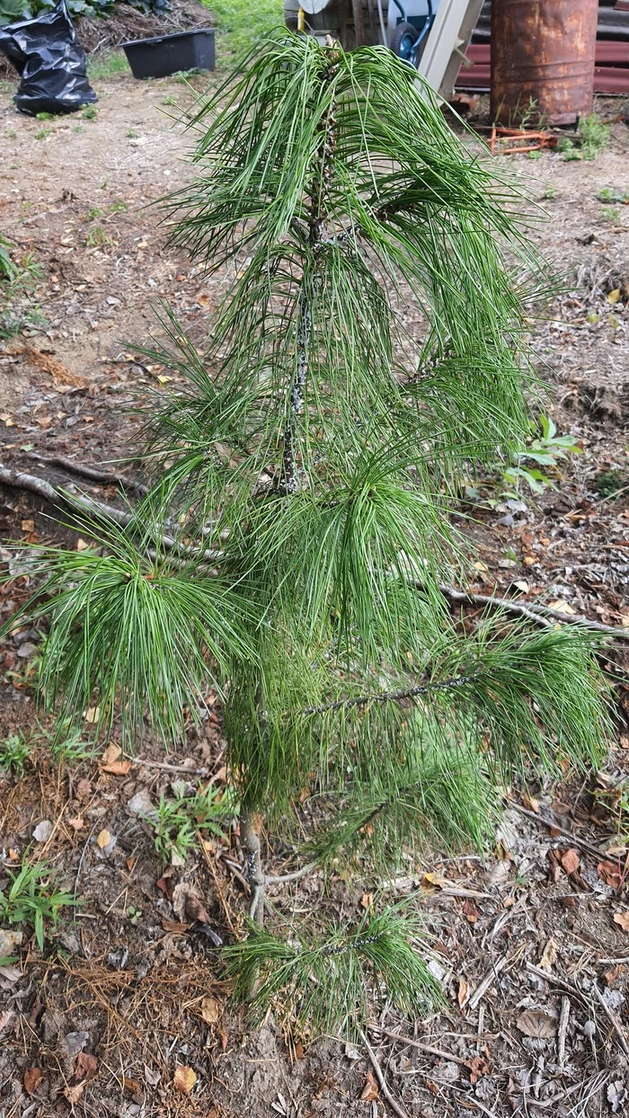 Cedar. To be saved? - My, Cedar, Disease, Longpost, Question, Plant diseases