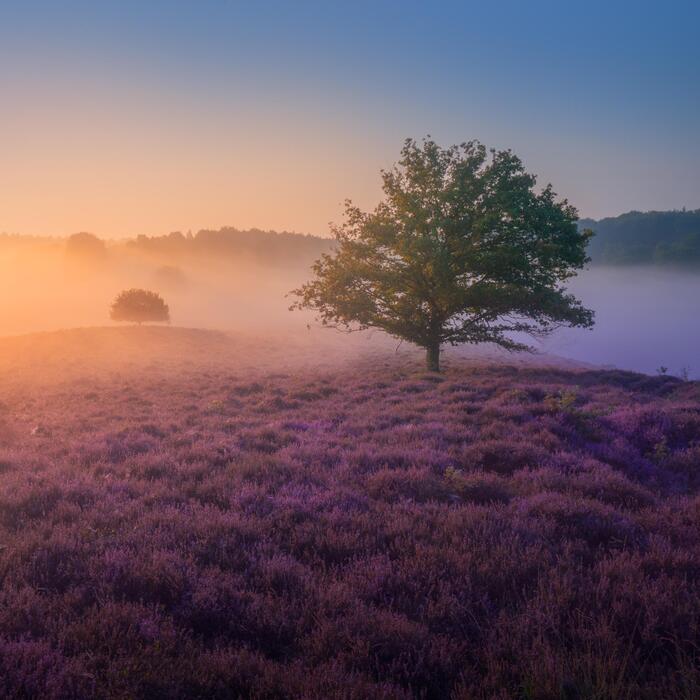 Утро туманное