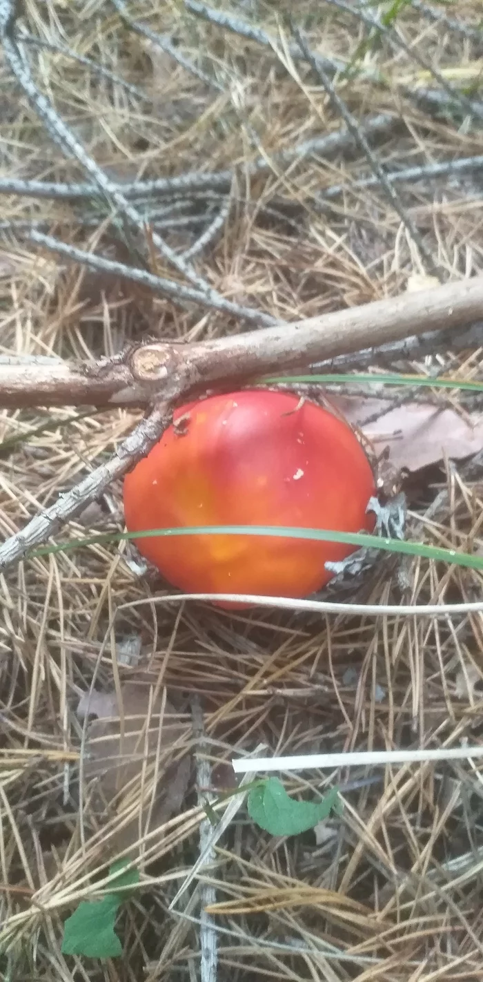 forest tomatoes - My, Forest, Inedible